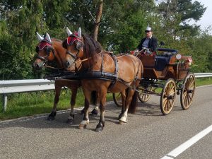Die Hochzeitskutsche mit 2 Freiberger Pferden