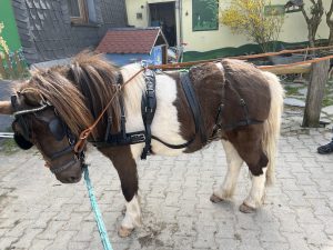 Pancho mit Fahrgeschirr