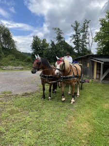 Zwei schön herausgeputzte Pferde