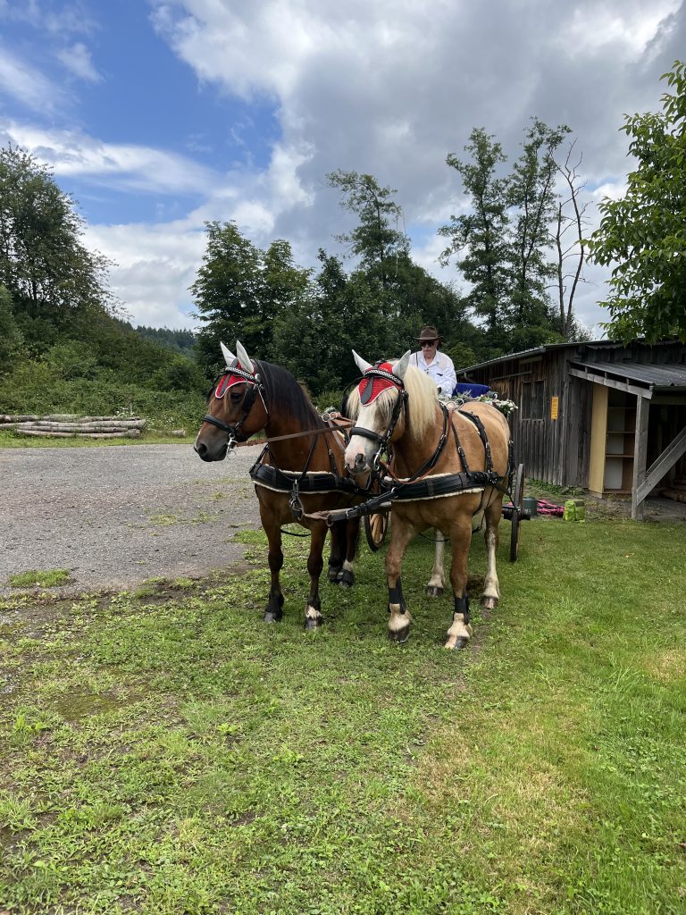 Zwei schön herausgeputzte Pferde