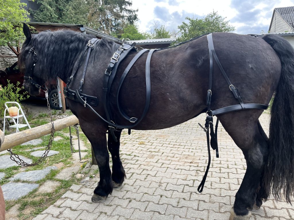 Das neue Fahrgeschirr für Merlin