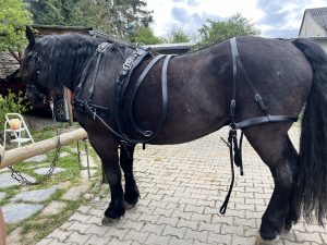 Das neue Fahrgeschirr für Merlin